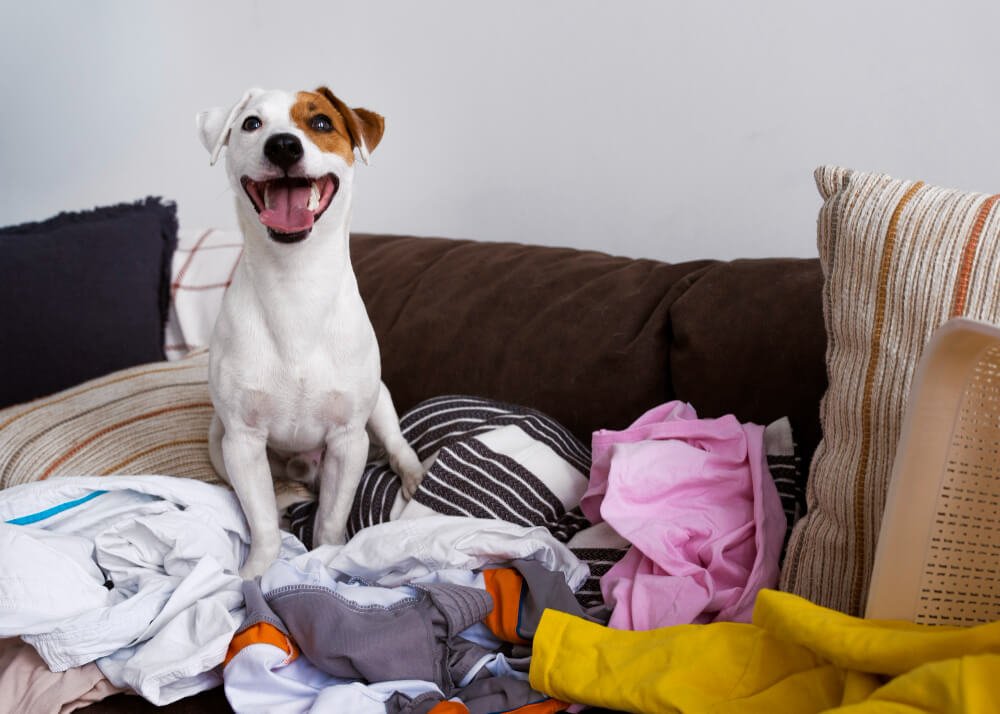 Dog making a mess with clothes