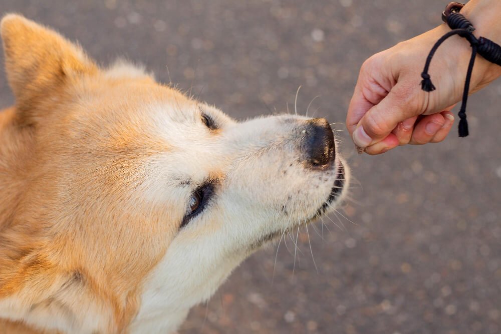  Dogs have a sense of smell that is 1 million times more sensitive than human beings