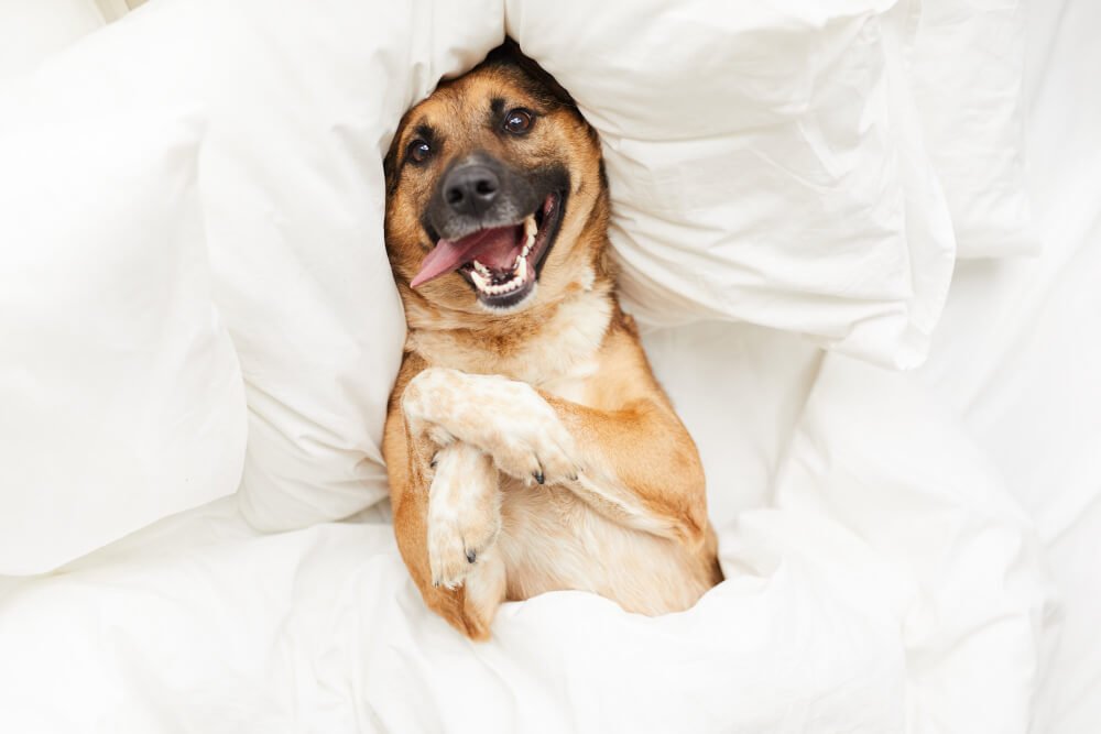 Happy dog lying in bed