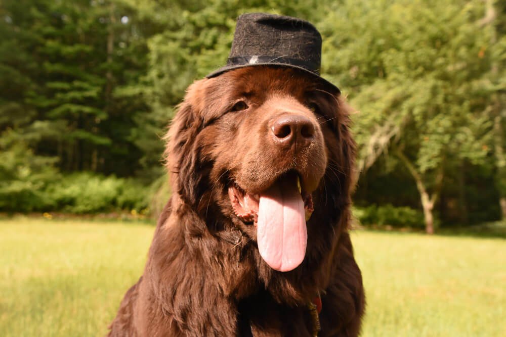 Silly brown newfoundland dog with a black top hat