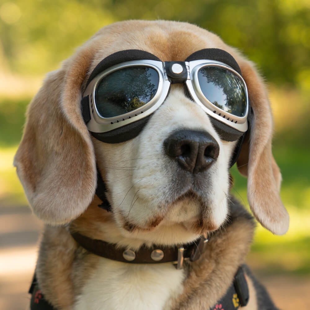 beagle in sunglasses