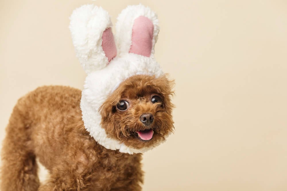 poodle with cute bunny ears