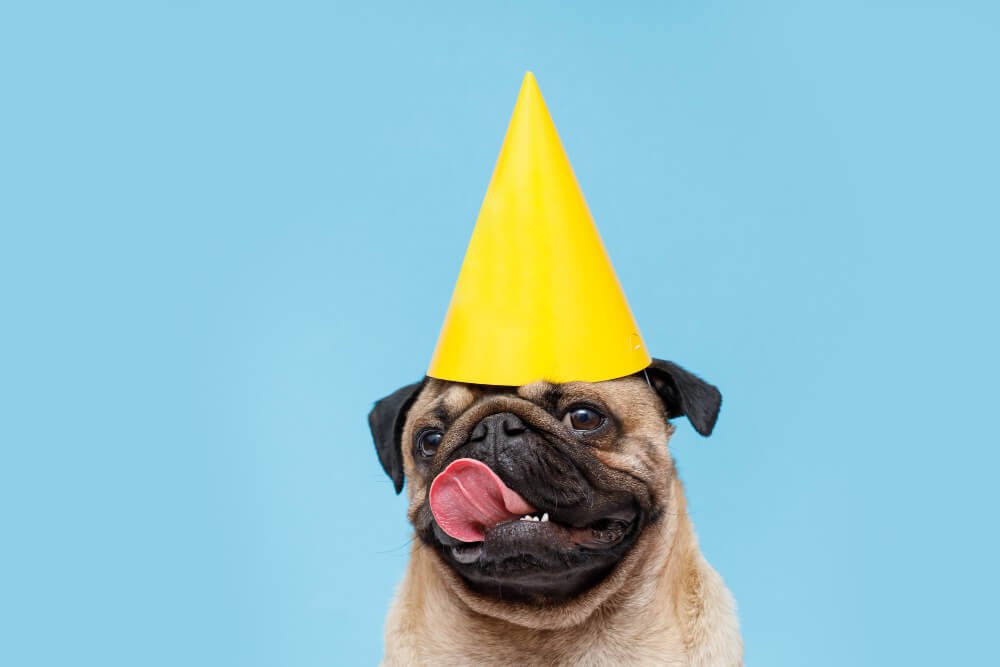 pug breed with party hat on head smiling dog