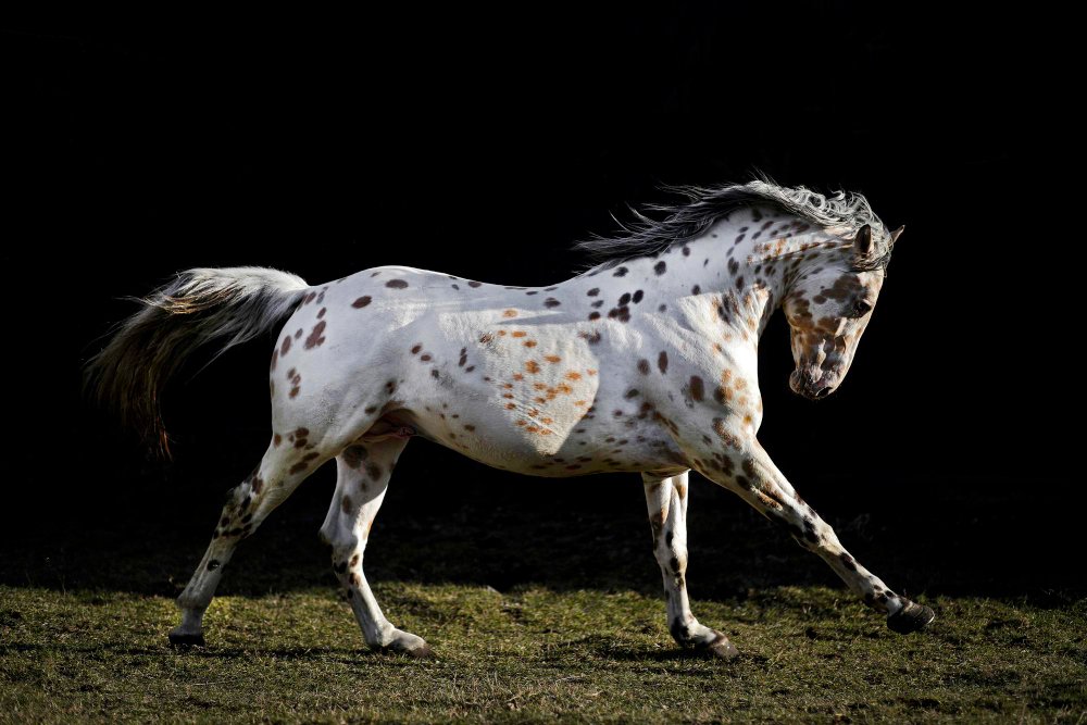 Appaloosa horse running