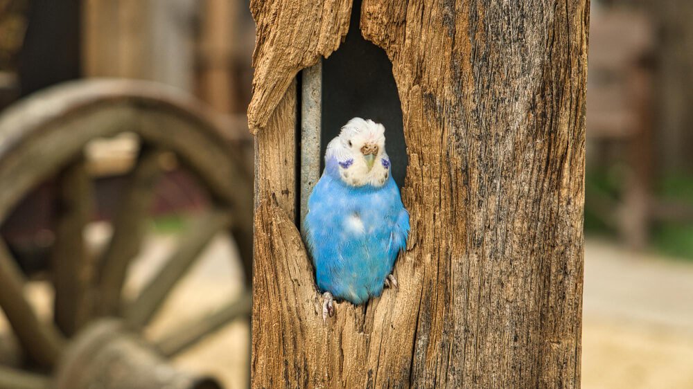 Blue and white budgerigar in a tree cavity