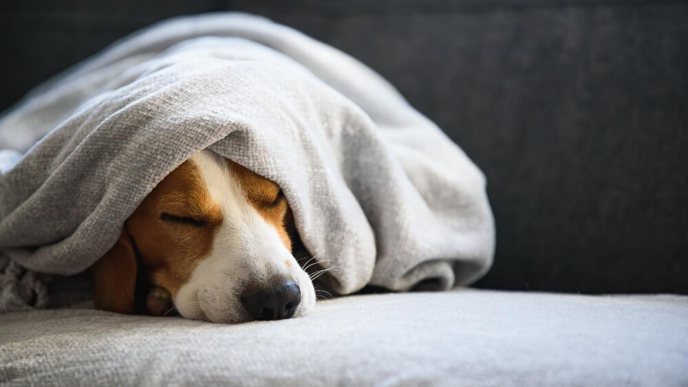 Dog on a sofa under the blanket