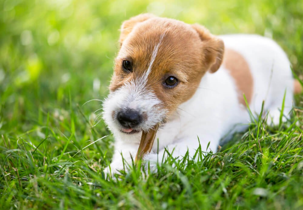 Happy dog puppy chewing bone