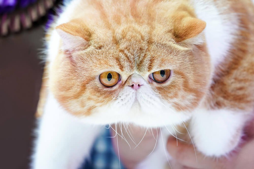 How to Keep Your Persian Cat Happy and Healthy