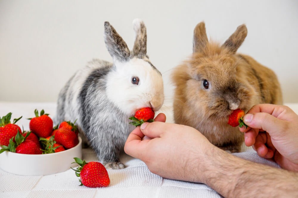 Man feeding strawberries to rabbits