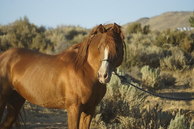 Morgan horse is one of the most Best Known Horse Breeds. 