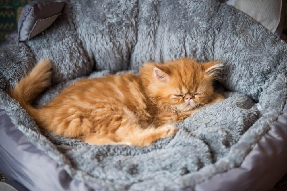 Persian red kitten is sleeping in a cat bed at home
