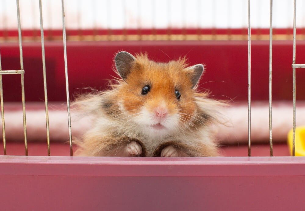 Syrian hamster ( Mesocricetus auratus )