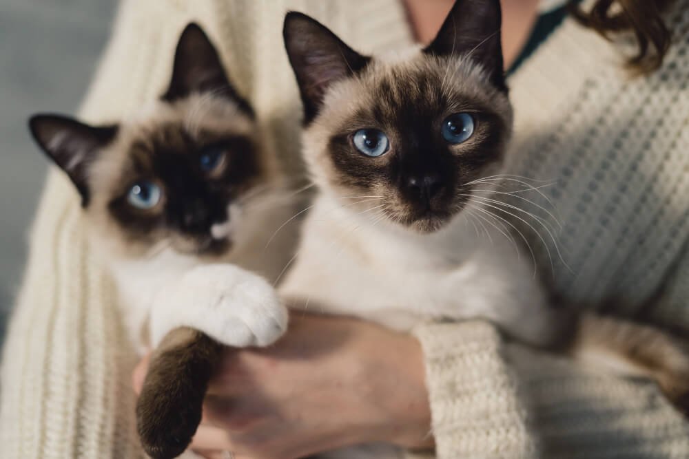 The Siamese, the center of attention