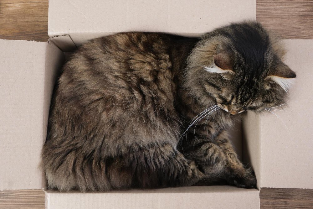 The boxes bring comfort and safety to the cat