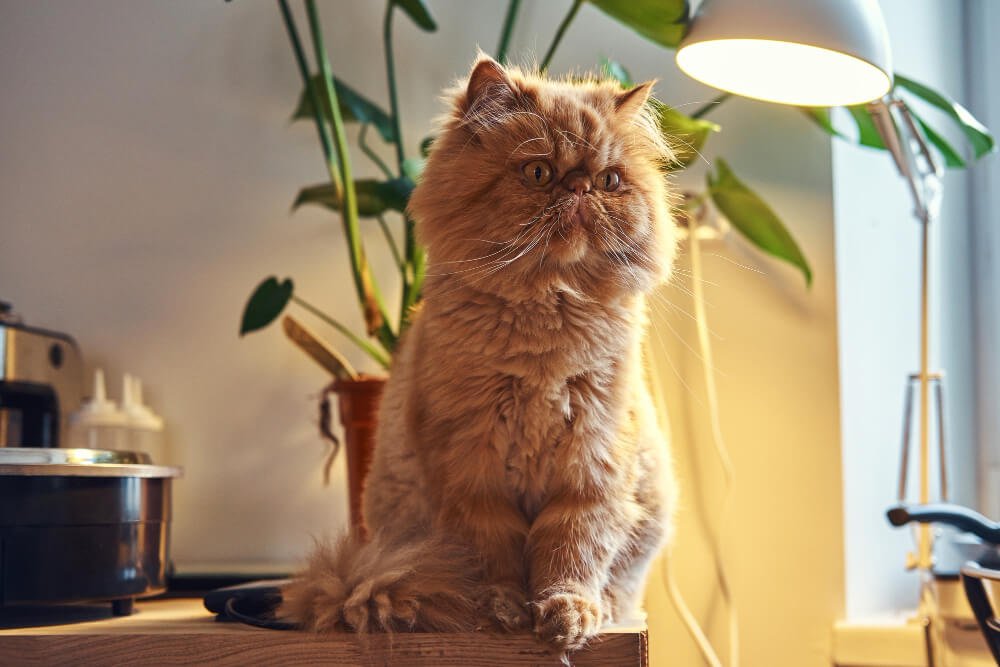 The loyal Persian cat
