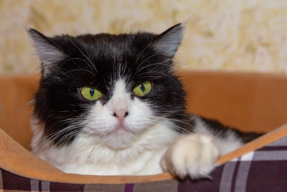 Beautiful cat persian breed lies in a cat bed