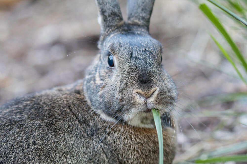 Closeup of a cute grey domestic rabbit eating grass under the sunlight with a blurry background