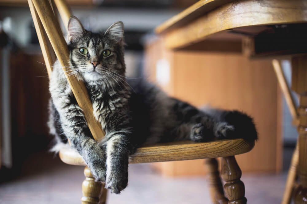 gray furry tabby cat sitting on a wooden chair