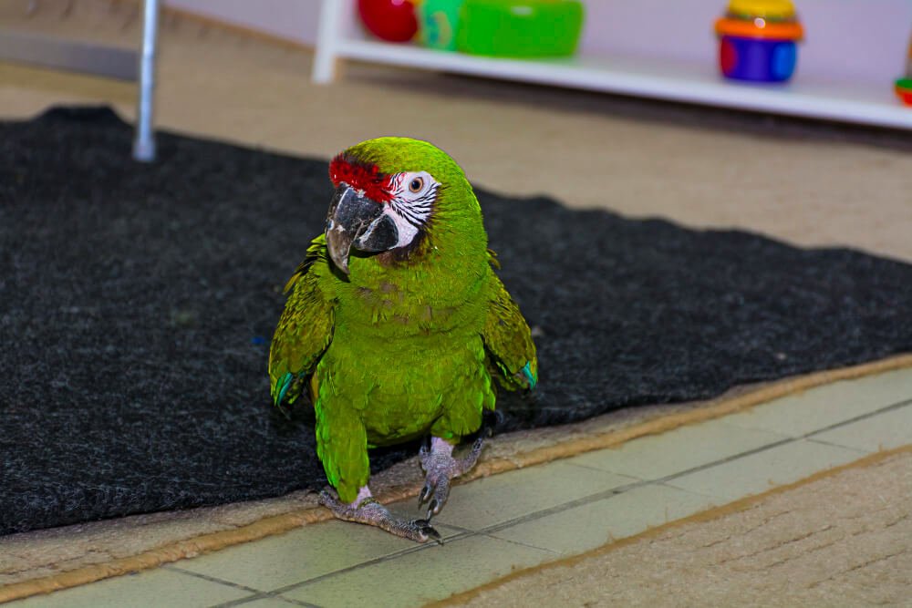 green Cockatoo