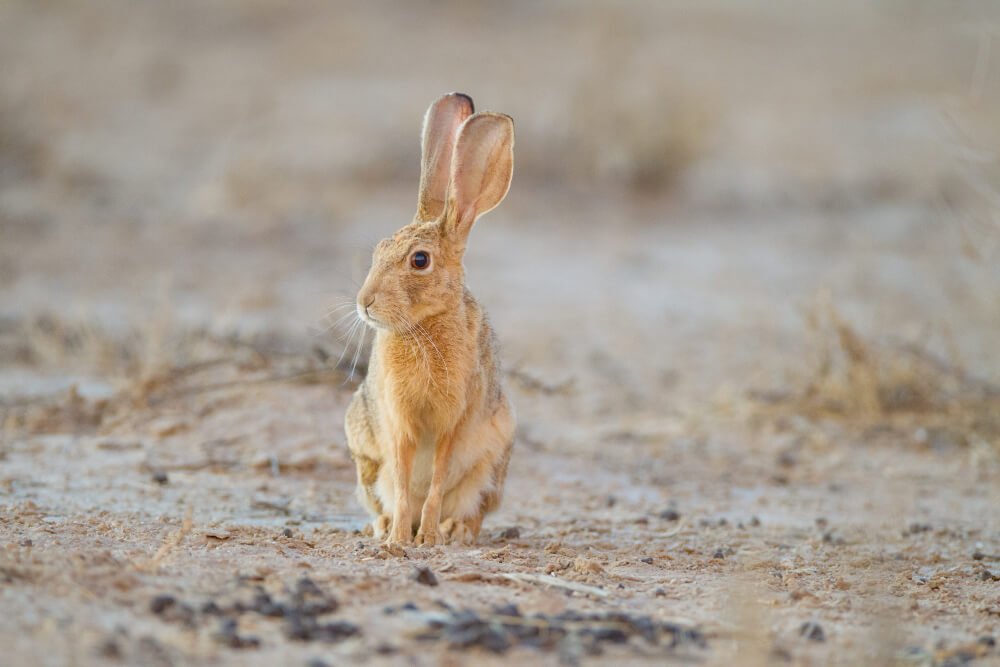 Cute rabbit with long ears in the middle of the desert