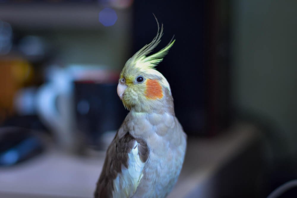 How to perceive a stressed cockatiel