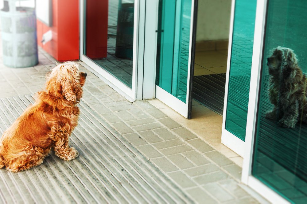 Red dog is waiting for owner outside a shop door