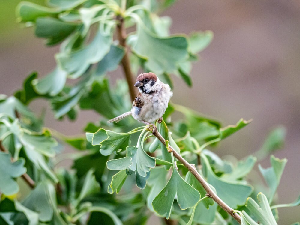 Small sparrow sitting in a tree branch with green leaves on it
