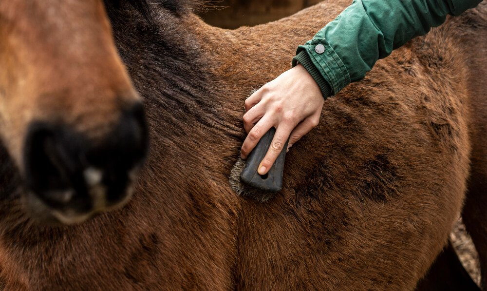 Tips for caring for the skin and coat of an equine