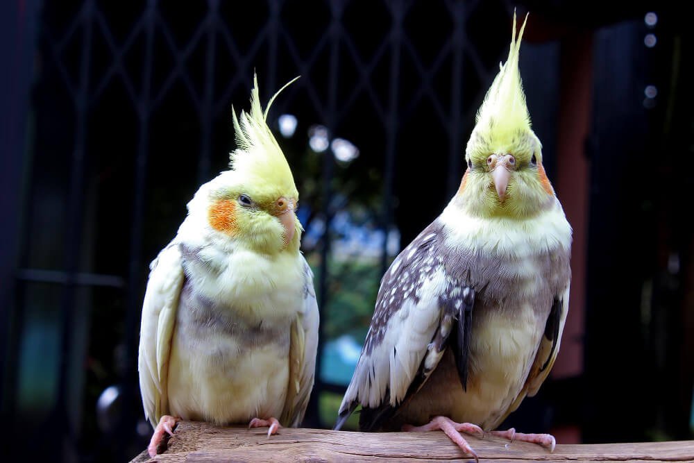 he cockatiel, also known as weiro bird, or quarrion