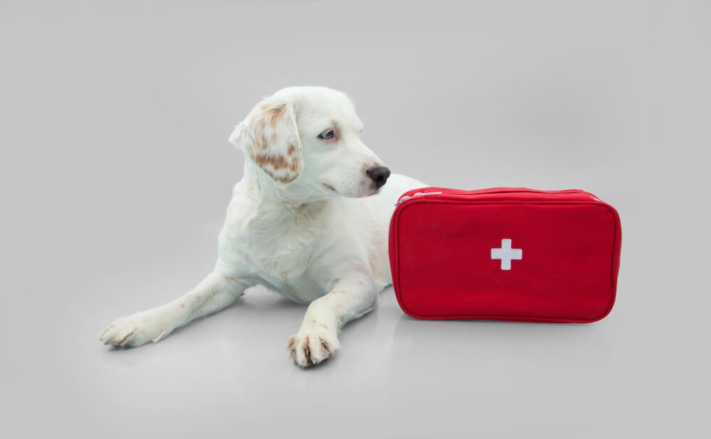 What is pet first aid
