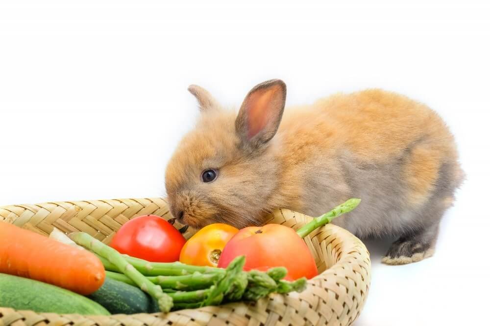 cute rabbit eat tomato