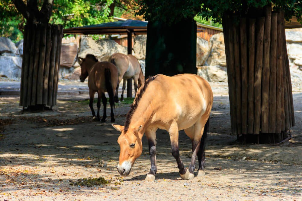 Equus Ferus Przewalskii 