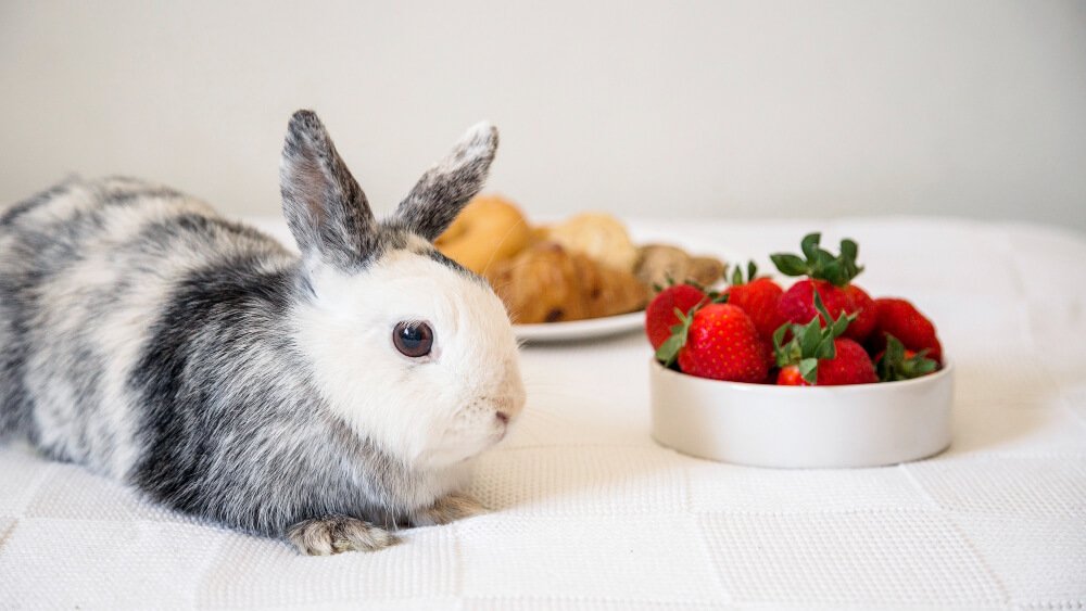 What To Feed A Rabbit