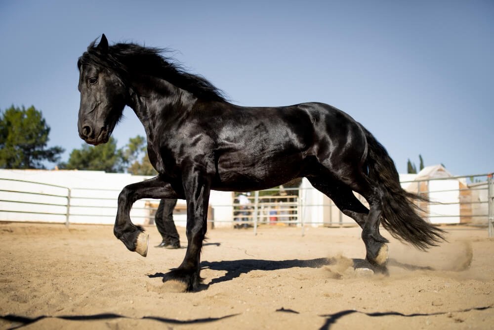name for black horse