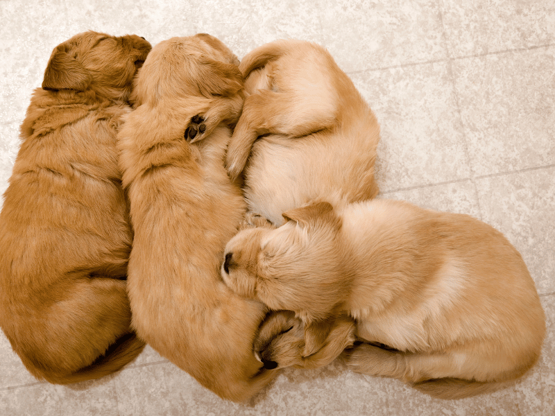 Creating a comfortable sleep environment for Golden Retriever puppies