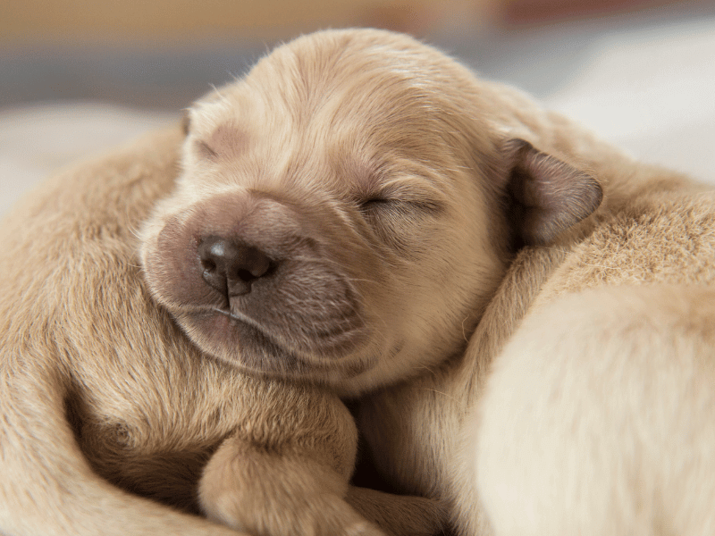 how much do golden retriever puppies sleep