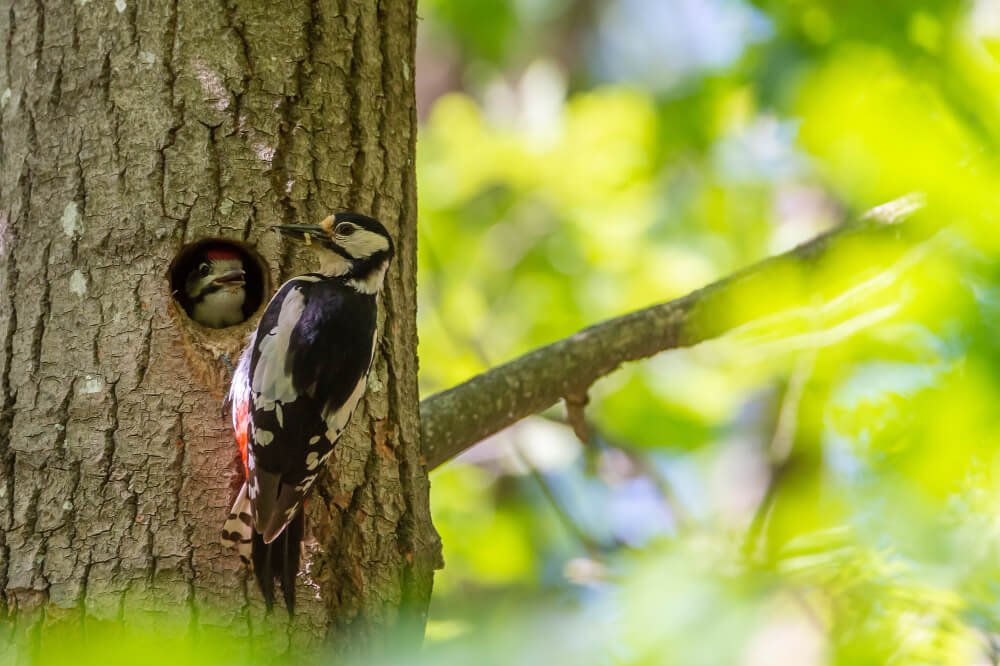 woodpecker feeding the baby woodpecker with insects