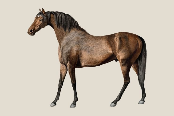 Are Horses Native To America?