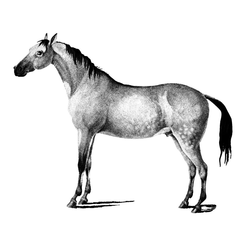 A visualization of Breeds Of Horses Found In North America