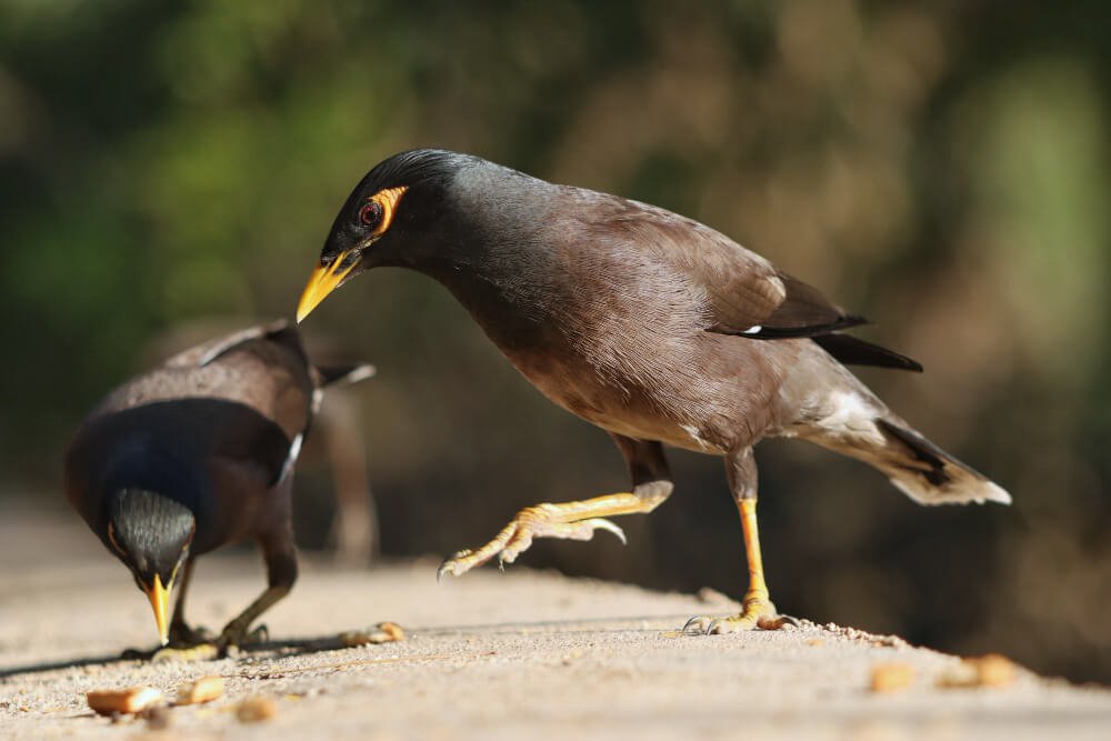 Common Myna birds are a monogamous species of bird.