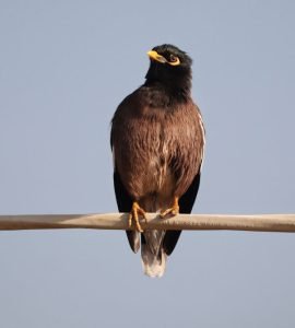 The Common Myna Bird A Guide to Living with This Bird City Dweller