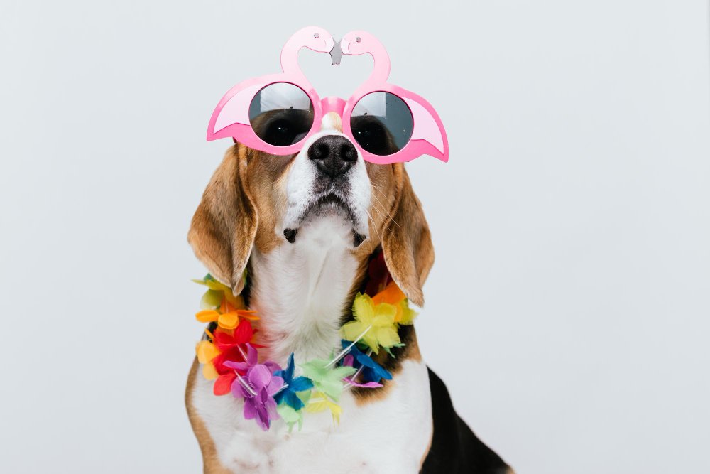 beagle sunglasses and hawaiian necklace