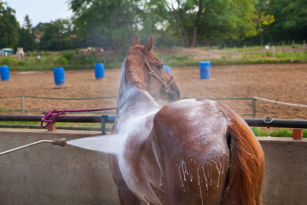 brown horse taking a bath