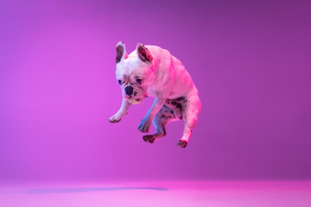 bulldog jumping