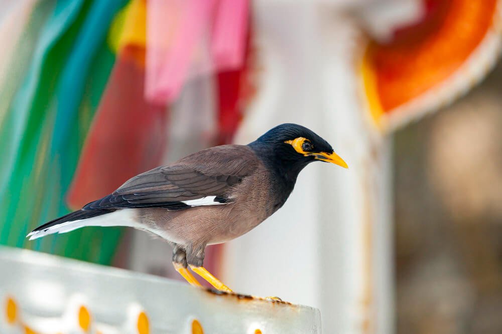 Mynas It's one of the most abundant birds in the world
