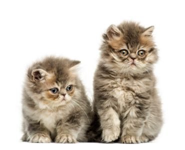 All about the Persian Cats