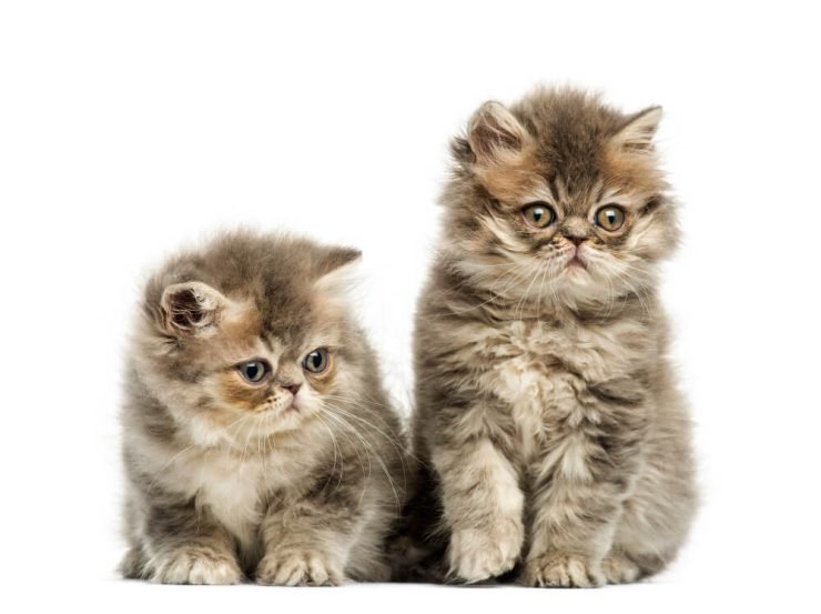 All about the Persian Cats