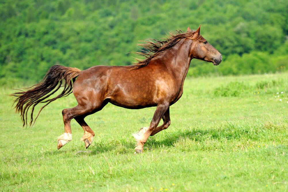 Arab horse in meadow