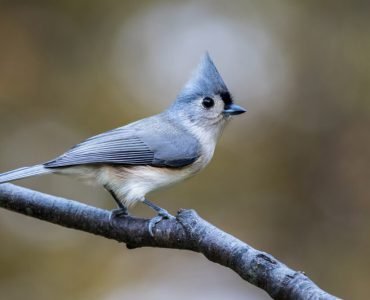 Bird with a tuft: discover 4 species to be enchanted