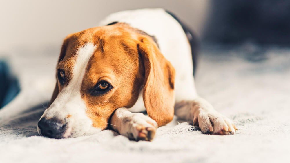 Can Dog Depression Kill